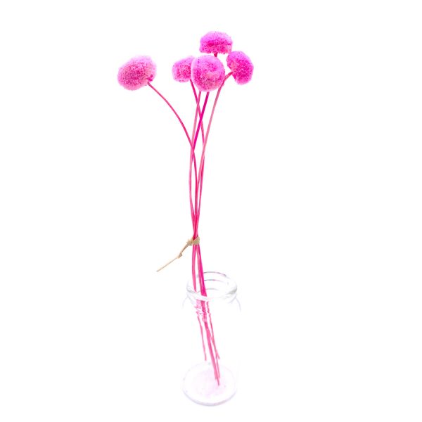 粉紅色紐扣花乾花