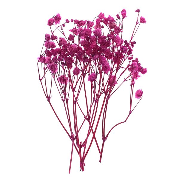 紫紅色小枝滿天星乾花