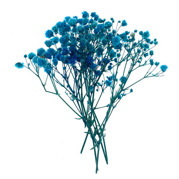 藍色小枝滿天星乾花