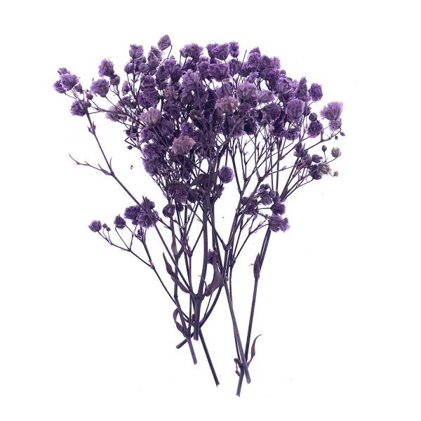 紫色小枝滿天星乾花