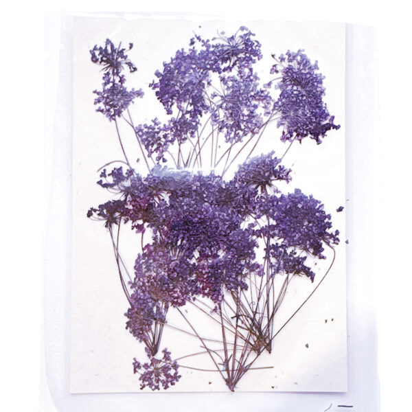 紫色蕾絲花乾花壓花