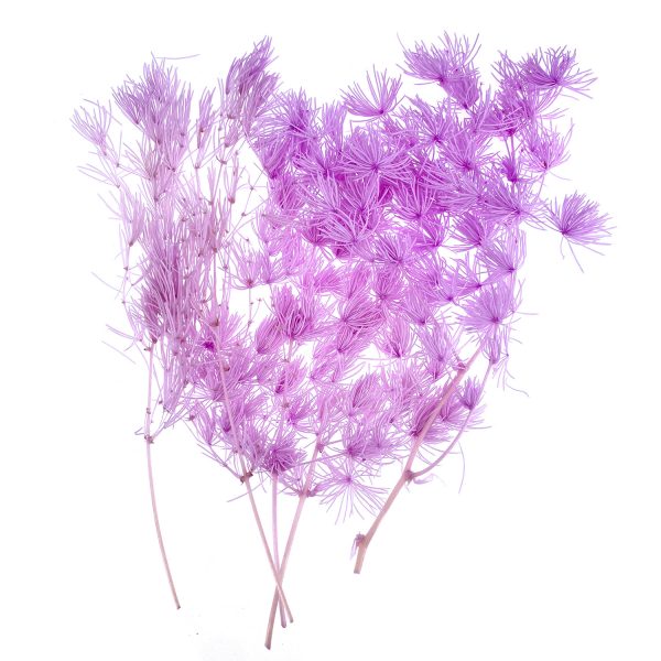 粉紫色蓬莱松乾花押花