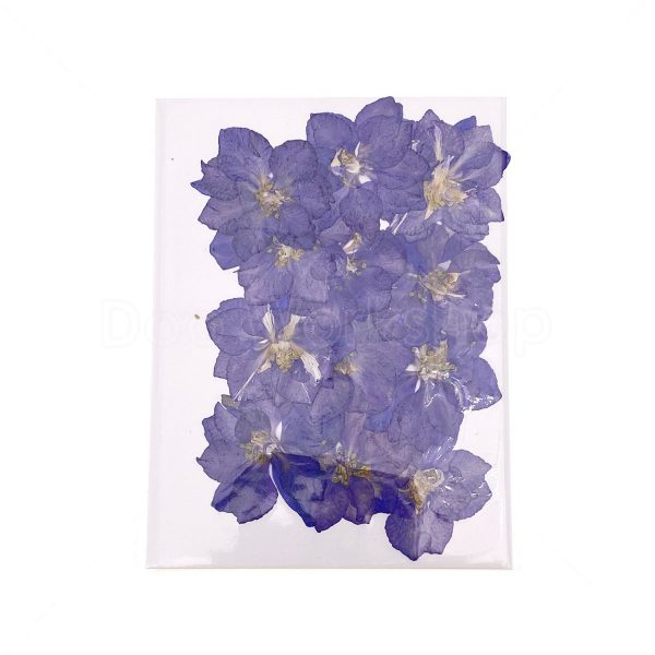 紫色飛燕菊乾花押花