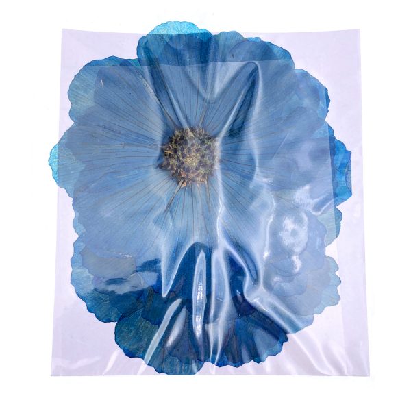 藍色波斯菊壓花