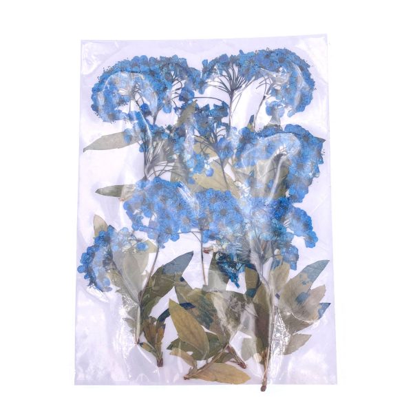 藍色小水仙花枝乾花壓花
