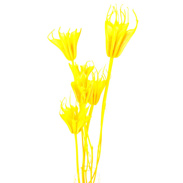 黃色八角花乾花