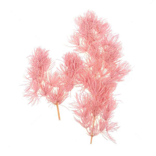粉紅蓬莱松乾花押花