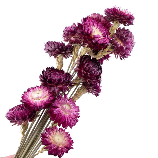 深紫小菊花乾花花束