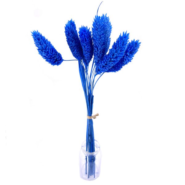 藍色寶石草乾花