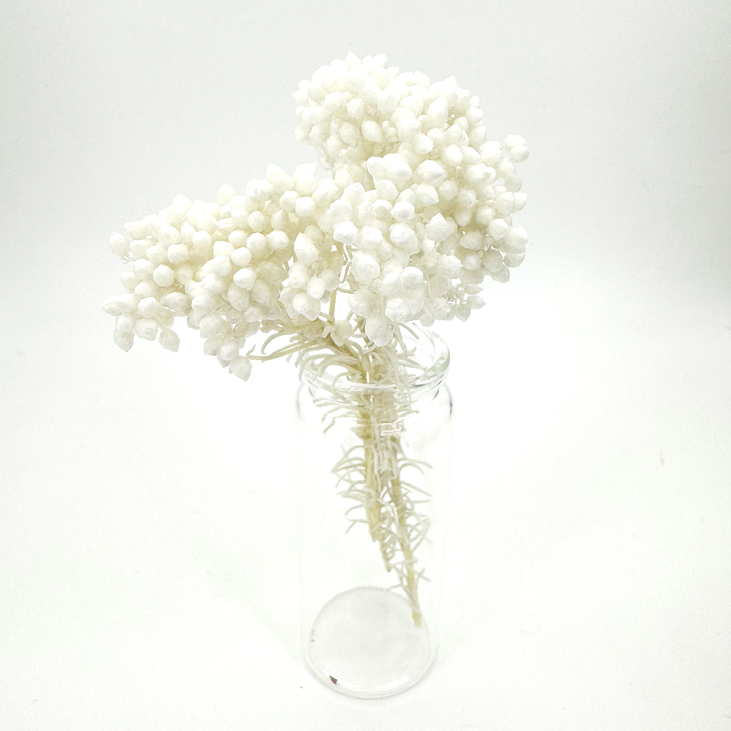 白色小米花乾花