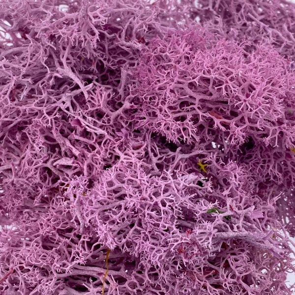 永生花花材苔蘚-香芋紫色