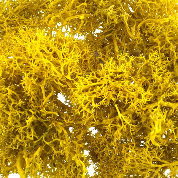 永生花花材苔蘚-黃色