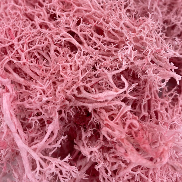 永生花花材苔蘚-粉紅色