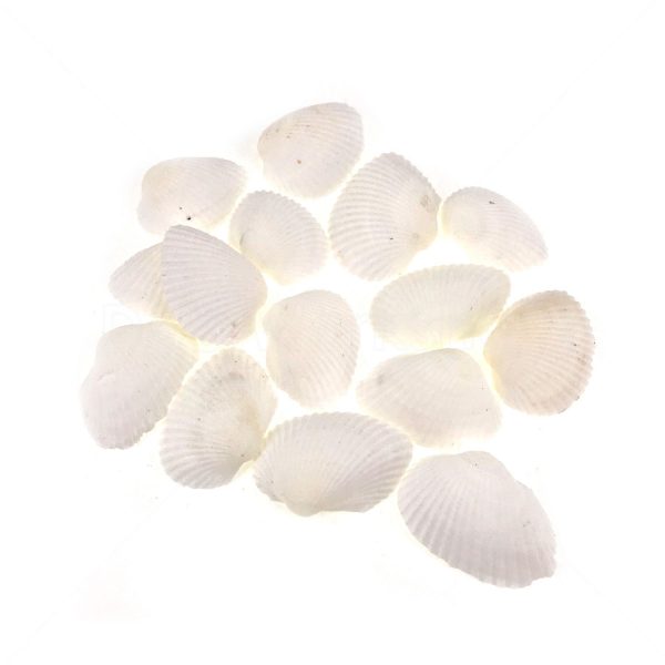 小白貝殼